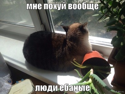 Вы в курсе что вы кот. Смотреть фото Вы в курсе что вы кот. Смотреть картинку Вы в курсе что вы кот. Картинка про Вы в курсе что вы кот. Фото Вы в курсе что вы кот