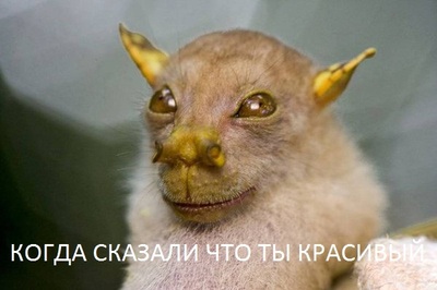 Чем питаются летучие лисицы. Смотреть фото Чем питаются летучие лисицы. Смотреть картинку Чем питаются летучие лисицы. Картинка про Чем питаются летучие лисицы. Фото Чем питаются летучие лисицы