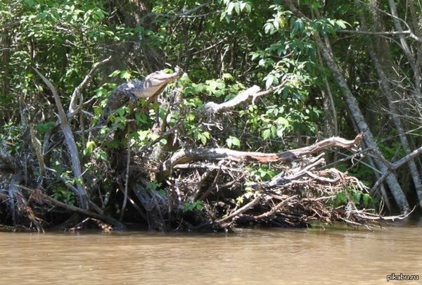 Crocodile in the tree, now you've seen more - Tree, Crocodile, Informative, Crocodiles