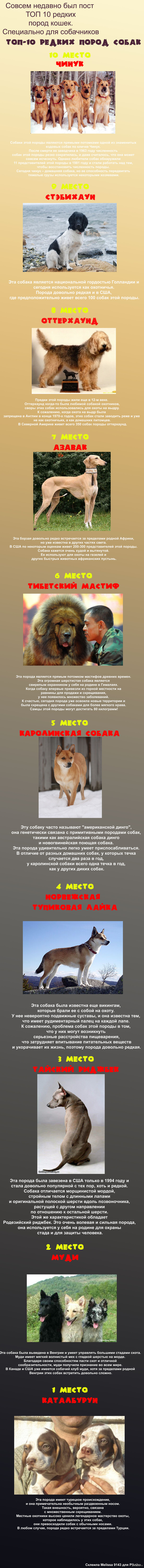 Топ 10 редких пород собак