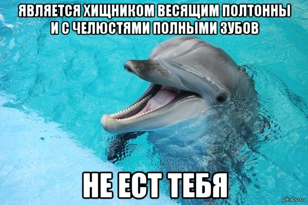 Дельфин мем. Дельфинята черноморской афалины. Я хочу быть как все эти дельфины. Австралийский курносый дельфин. Дельфины.