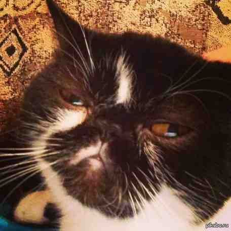 ��� ���� ��������...