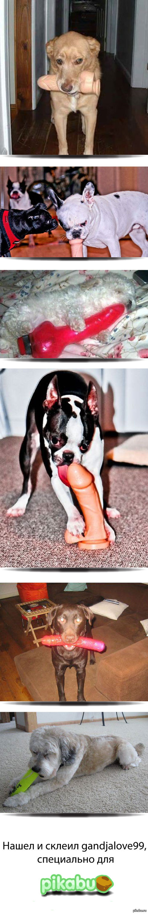 Dogs with toys of hostesses. - NSFW, Dog, Sex Toys, Animals, Toys, Longpost