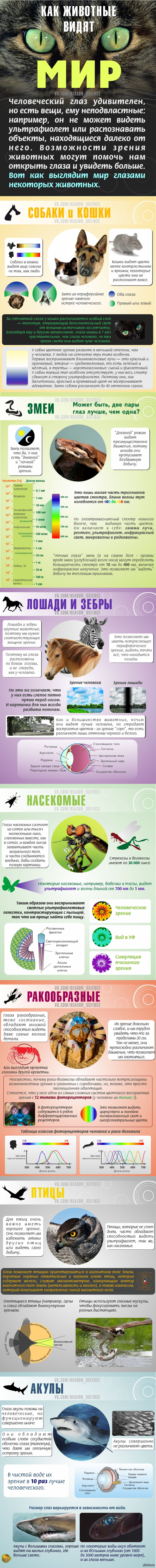 Как животные видят мир.