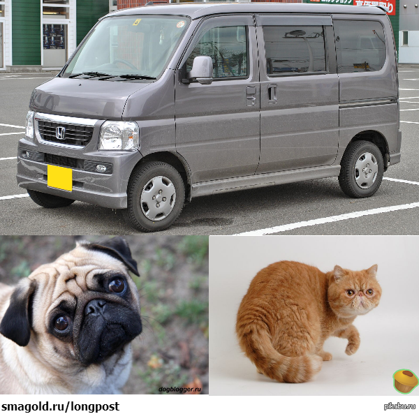 � ���� ��������