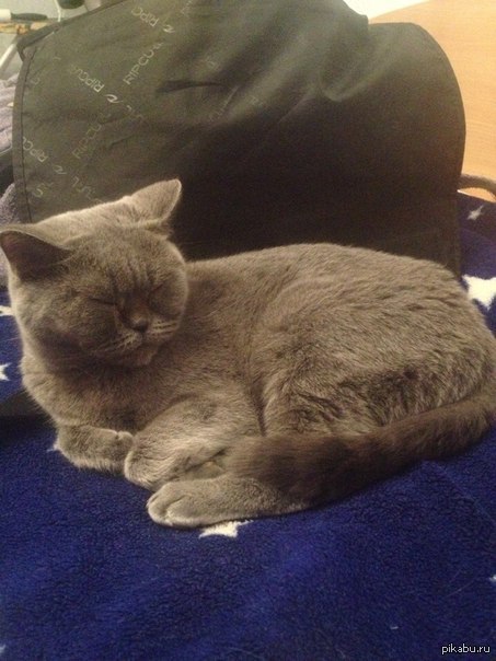 Просто спящая милота ^_^. Листай дальше.