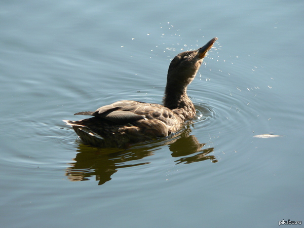 ������))