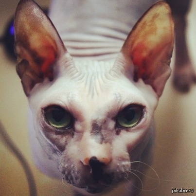 Луна! Всем кошечек!