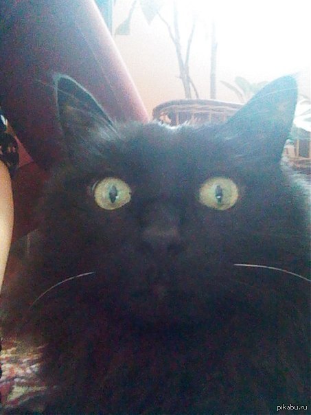 Кот сегодня впервые увидел свое отражение!!!