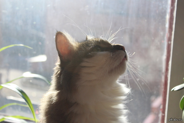  ,     .  .  , 7 .   , .  , ,  .  =^.^=