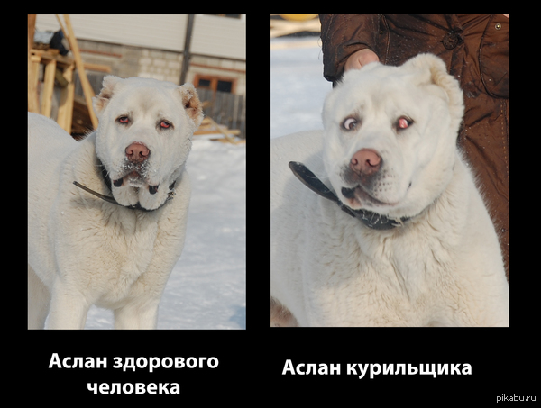 Устроил псу фотосессию..