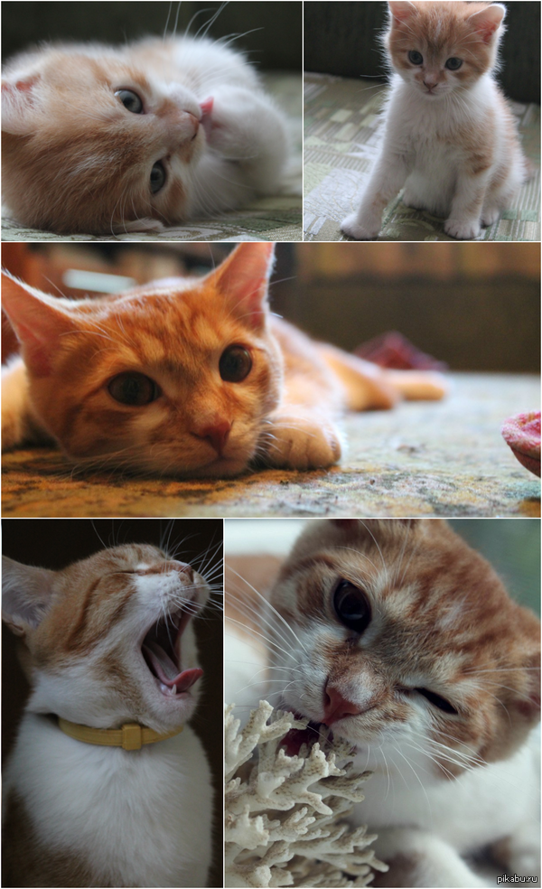 Рыжее счастье