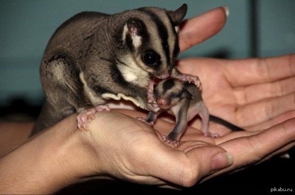 ����� ���������)