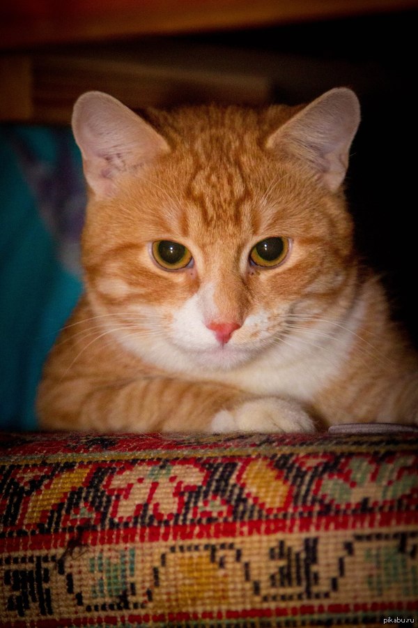 ������ ��� :3