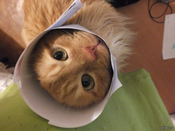 ��� ��� "����" :3