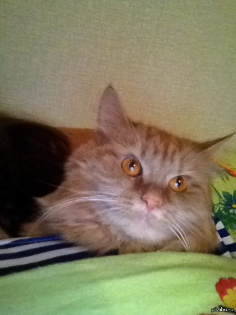 � ������� ���� ���. ��� �������, �� ���� �������������...