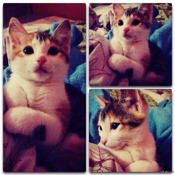 ��� ����� ����)