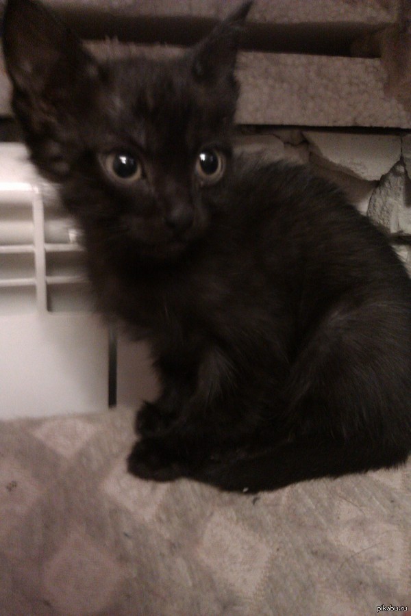 Лига добра нужна помощь пристроить котенка, для минуса внутри. Дзержинск Ниж. обл.