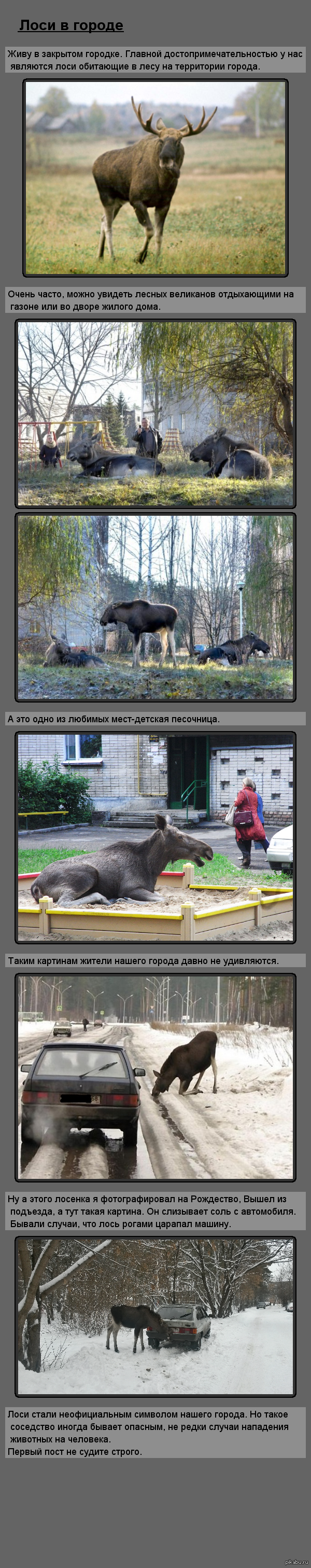 Лоси в городе - Моё, Лось, Город, Длиннопост