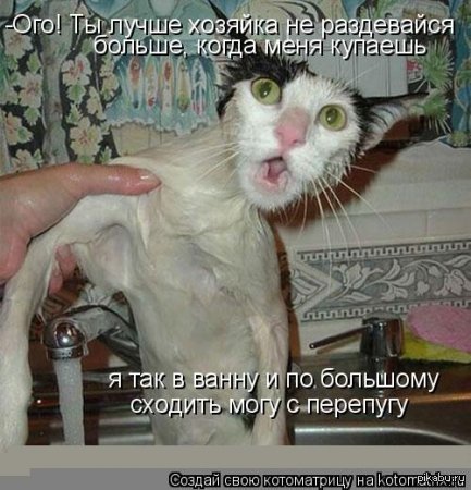    .......     ))    .