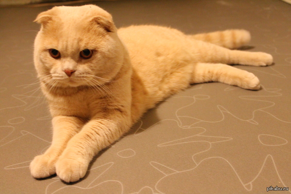 ����������...