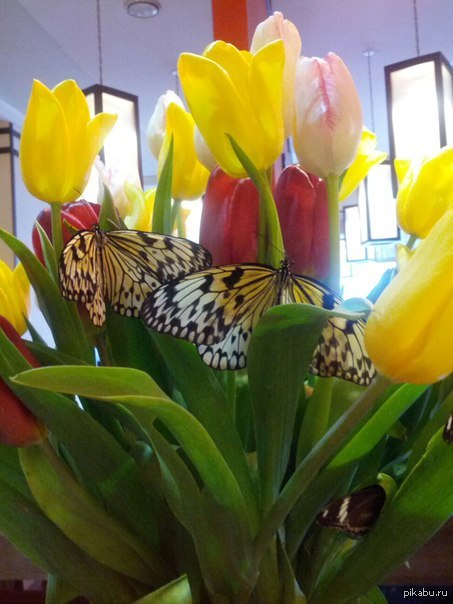 всем весны и добра!!! | Пикабу