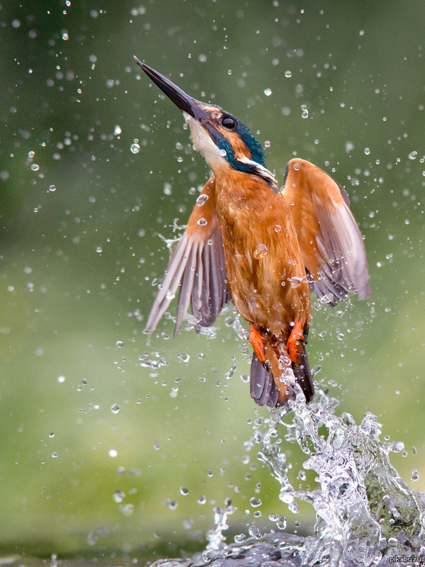 Common Kingfisher     ( )