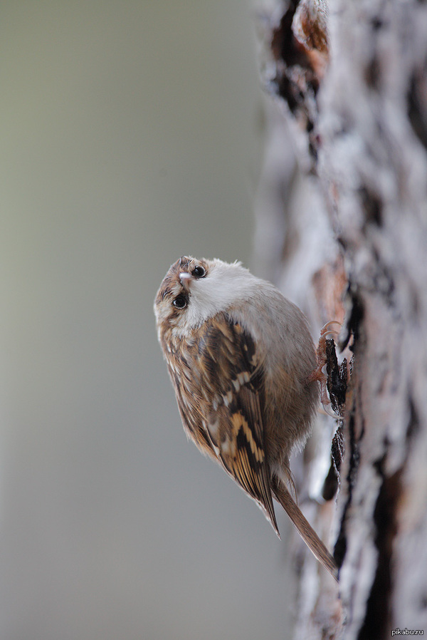 Treecreeper ( )    Livartowski Nathan