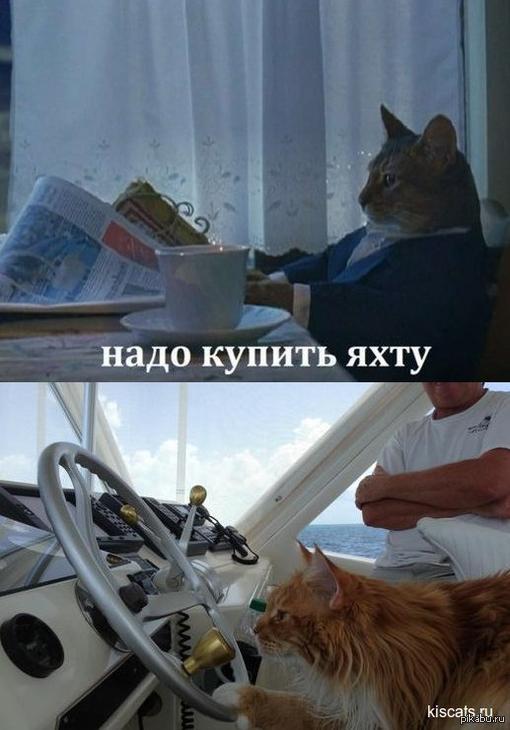 И нужно было заказать. Надо купить яхту кот. Кот с газетой Мем. Кот покупает яхту. Деловой кот с газетой.