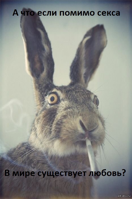 Rabbits are like that - Rabbit, Smoking