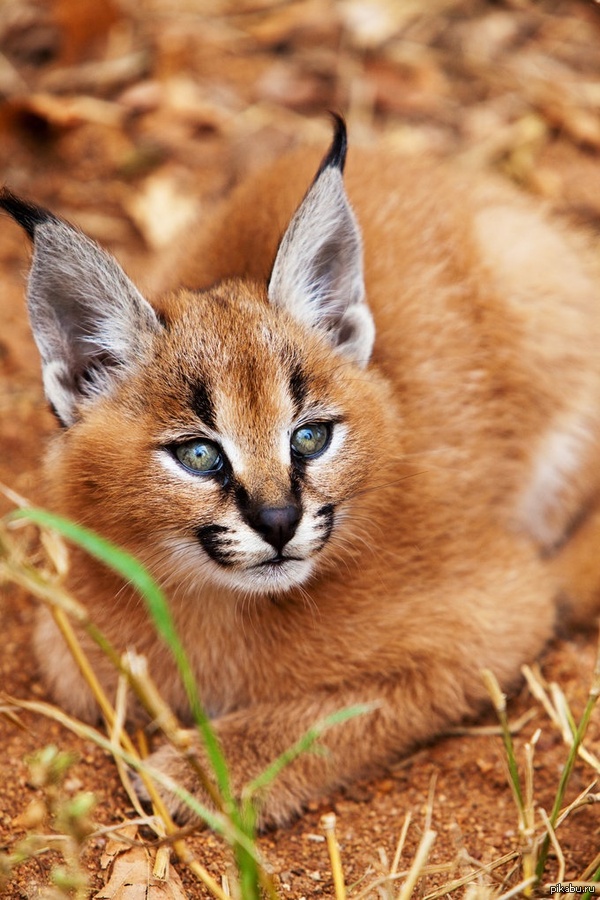 What a handsome man. - Kakrakal, Lynx, Cat family