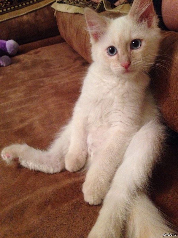 хозяин дивана)