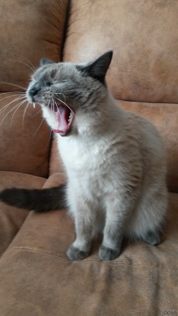 А моему котэ зевать на все))