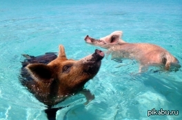 Поросячий рай