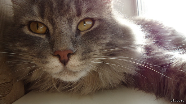 ������ ��� ���