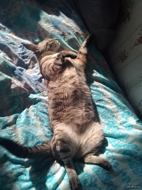 ������� �������  ��������