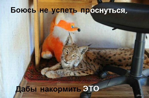 МЯУ-МЯУ MOTHERFUKER!