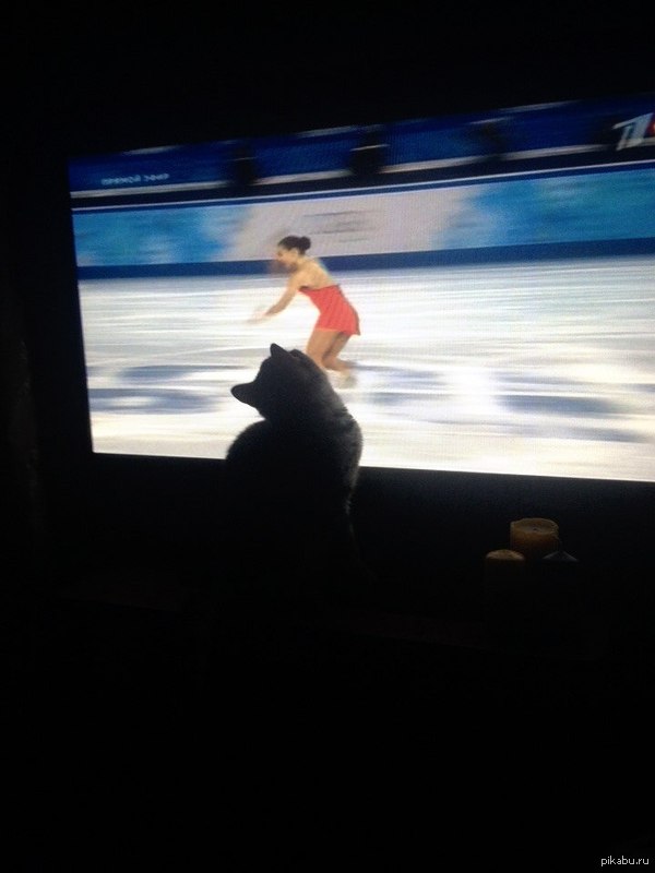 Главный болельщик Юлии Липницкой и Аделины Сотниковой)))