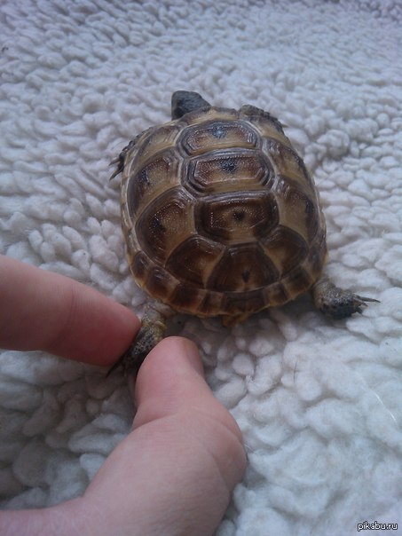 Следуй за мной...в канализацию, конечно!