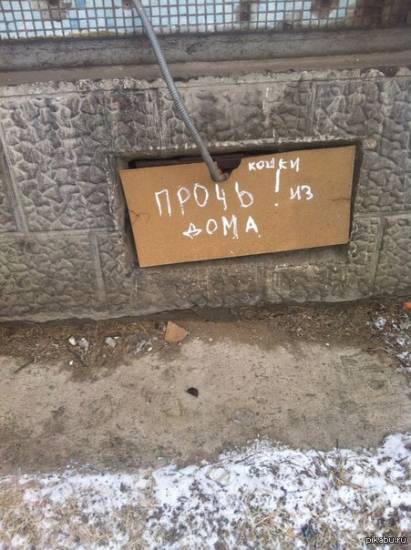 Тем временем в Вологде из подвала выгнали грамотных кошек =)