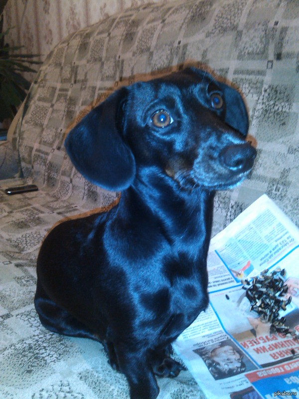 Вот такой вот зверь живет у нас