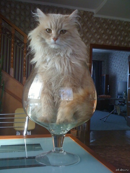 Действительно лучше коробки!)Рыжий солидарен)