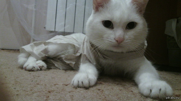 Всего лишь кот в бумажных одеждах