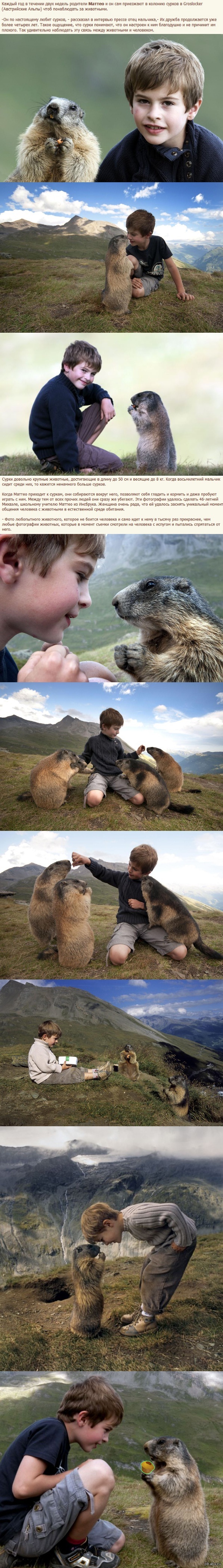 Мальчик подружился со стайкой альпийских сурков