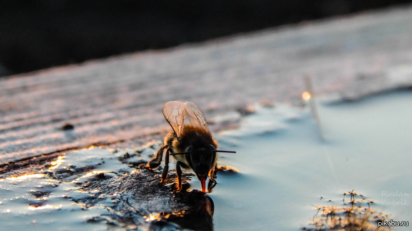 Proboscis of a bee. - My, Trunk, Bees, Drinks, Water, Water