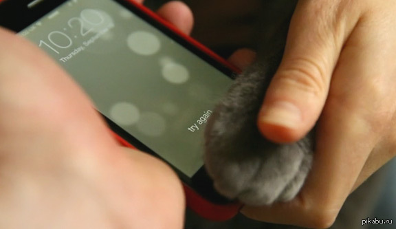 Your cat's iPhone - iPhone 5s, IOS 7, cat, Paws