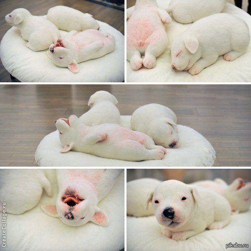 ������ ������� ���� ��������?)