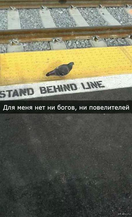 The dove is its own master - Pigeon, Bad guy, Badly, 9GAG, Line