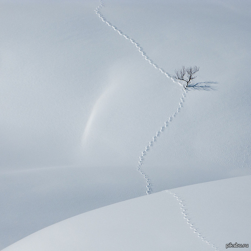 ������ ������ ��� ������