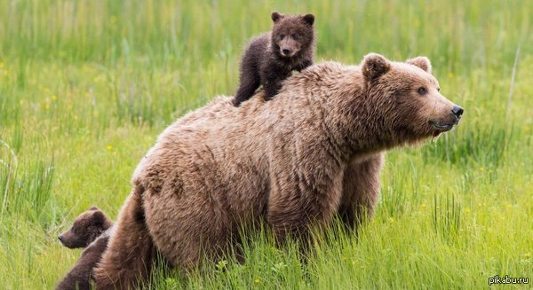 ������ �����:)